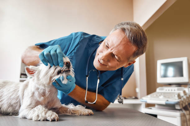 Best Emergency Root Canal Treatment in Spring Hill, TN